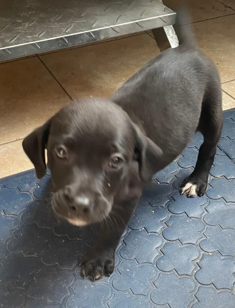 A baby large-sized male Catahoula Leopard Dog dog named Holden for adoption in Tracy City , TN