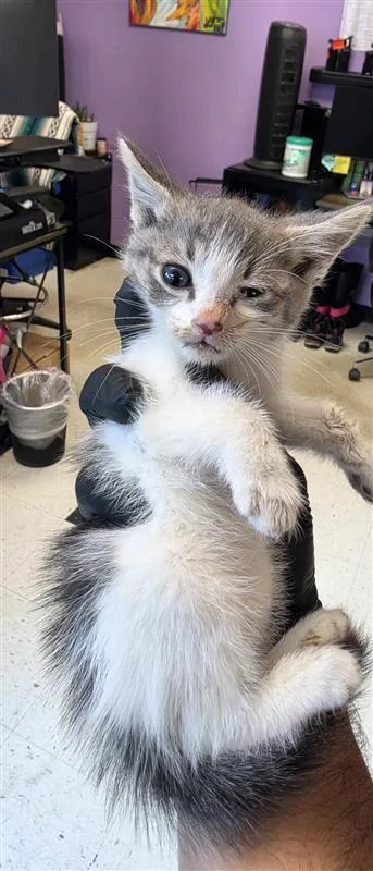 A baby small-sized female White Domestic Short Hair cat named Patch for adoption in El Paso, TX