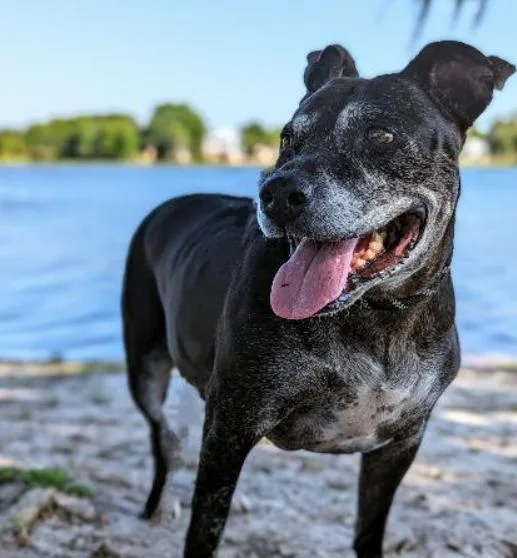 A senior medium-sized female Black American Bulldog dog named Athena for adoption in Ocala, FL