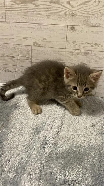 A baby small-sized male Domestic Short Hair cat named Smoke for adoption in Modesto, CA