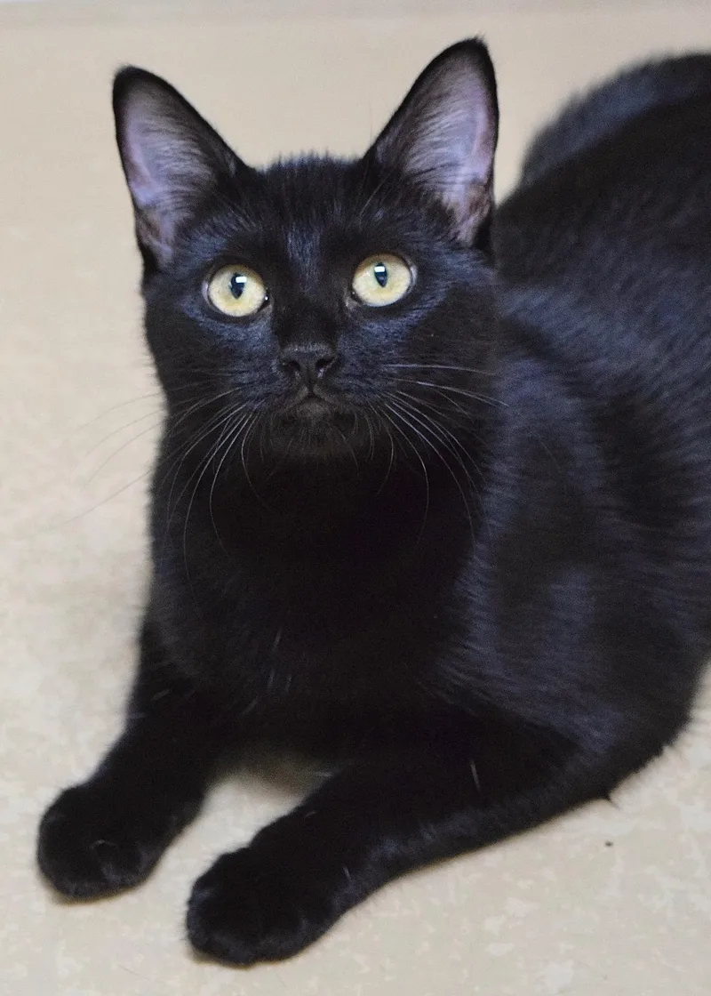 A young medium-sized female Domestic Short Hair cat named Wednesday for adoption in Dublin, CA