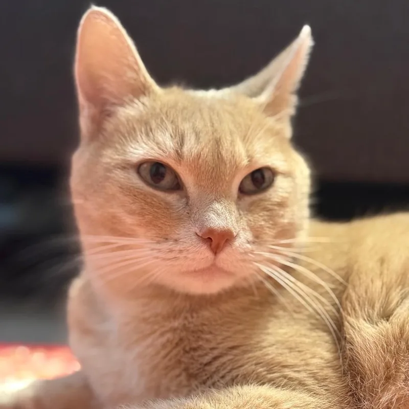 A young medium-sized female Orange / Red Domestic Short Hair cat named Soap for adoption in Durango, CO