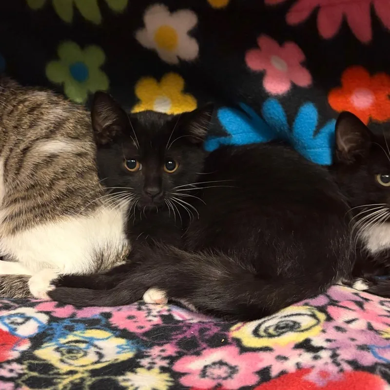 A baby small-sized male Black Domestic Short Hair cat named Tad for adoption in Council Bluffs, IA