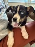 A baby medium-sized male Australian Shepherd dog named Frank Sinatra for adoption in Madison, NJ