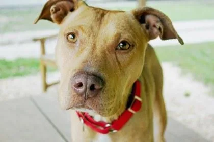 Brewster thumbnail 2