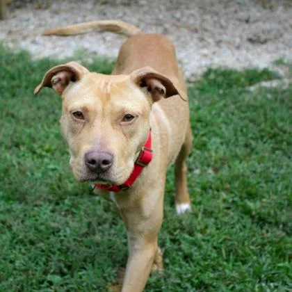 Brewster thumbnail 3