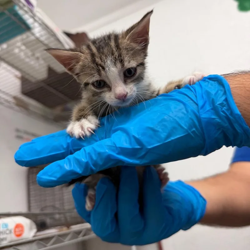 A baby small-sized female Domestic Short Hair cat named Effie for adoption in Edinburg, TX