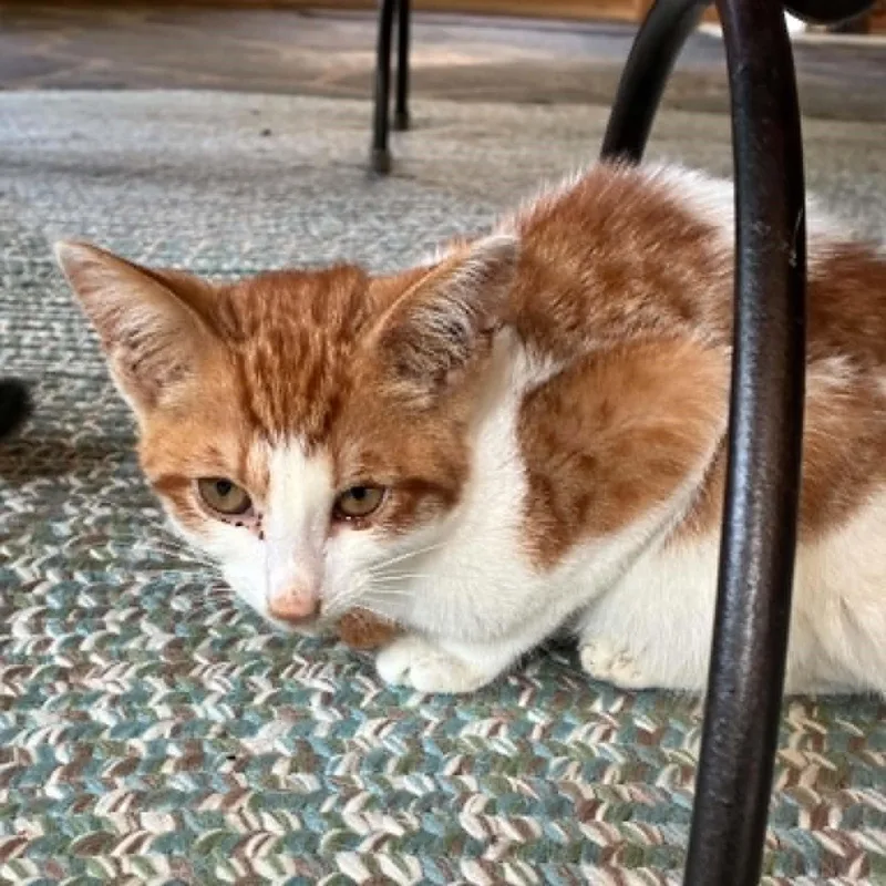 A baby medium-sized male Tabby (Orange / Red) Tabby cat named Candy Corn for adoption in Hawley, PA