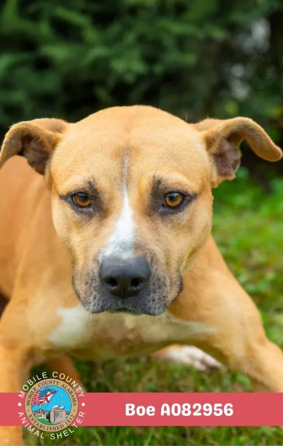 A young medium-sized male Staffordshire Bull Terrier dog named Boe for adoption in Mobile, AL