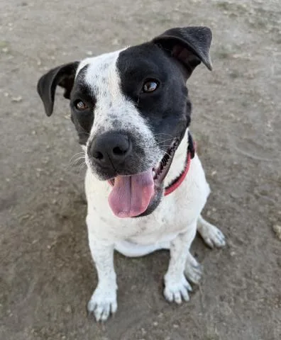 A young medium-sized female Australian Cattle Dog / Blue Heeler dog named Stella for adoption in Bakersfield, CA