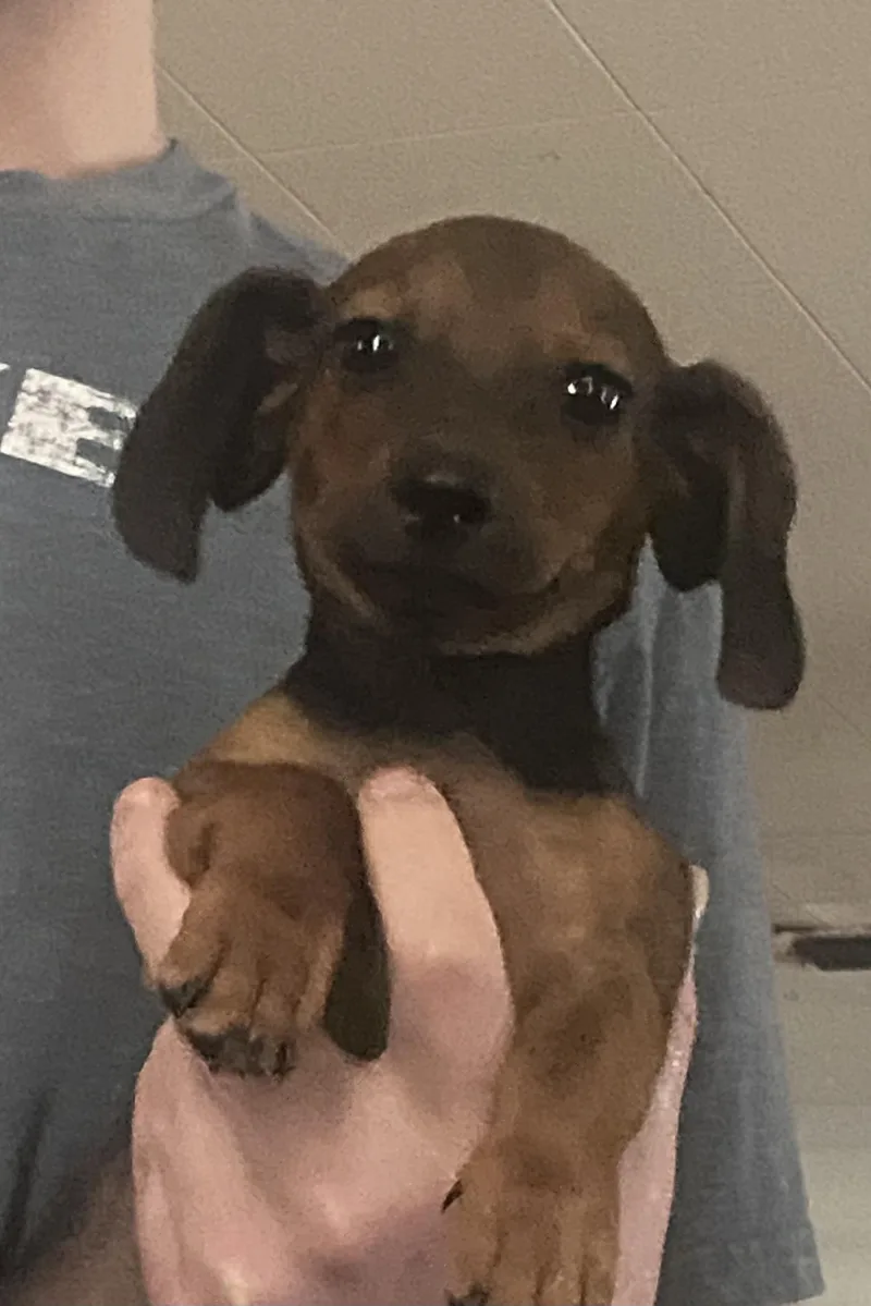 A baby small-sized male Dachshund dog named Frank for adoption in Comanche, TX
