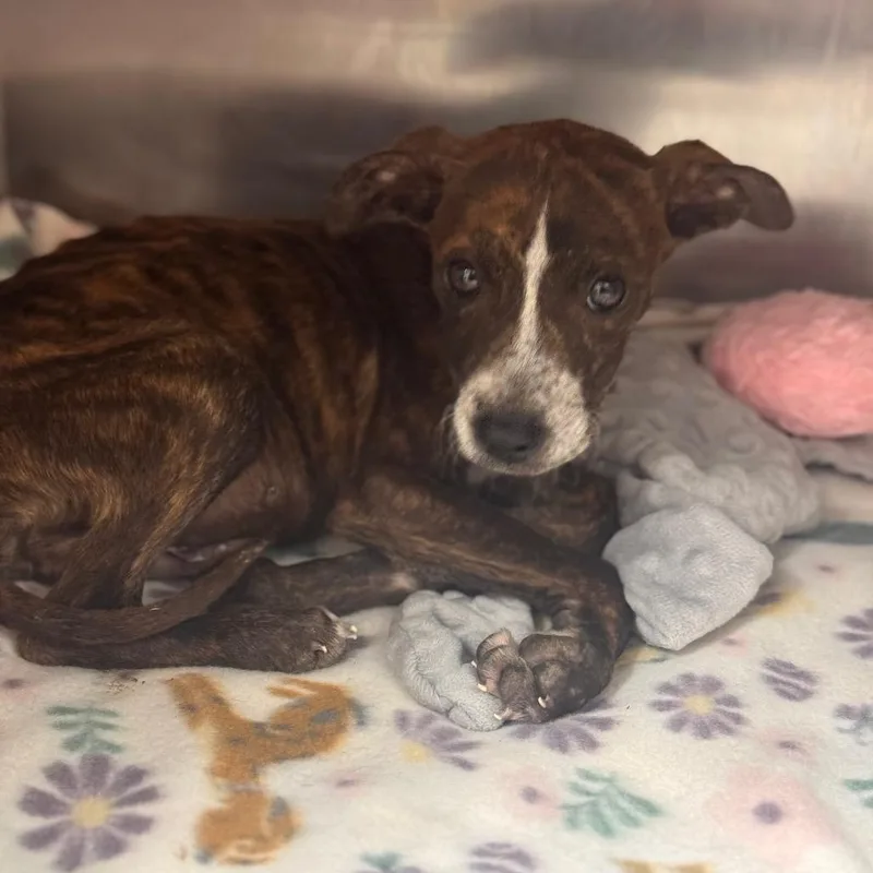 A baby small-sized male Brindle Mountain Cur dog named Kami for adoption in Starkville, MS