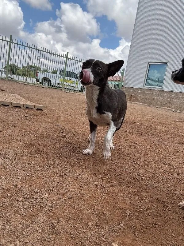 A baby medium-sized female Brown / Chocolate Chihuahua dog named Boo for adoption in Hobbs, NM
