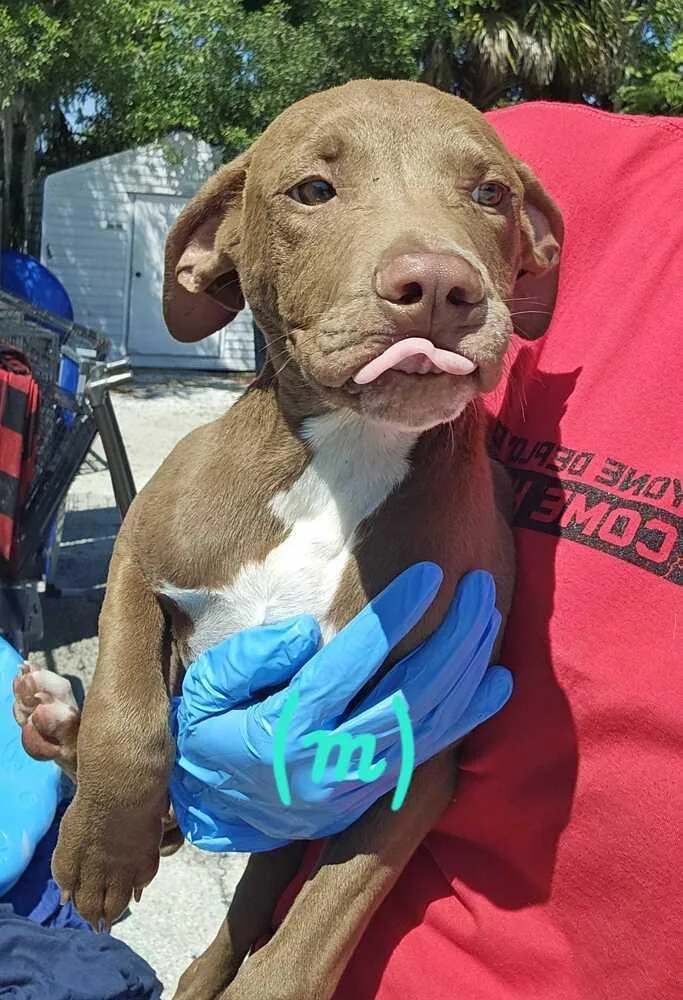 A baby small-sized male Tricolor (Brown, Black, & White) Black Mouth Cur dog named Kevin From Hr for adoption in Lakeland, FL