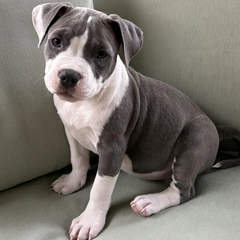 A baby medium-sized female Gray / Blue / Silver Terrier dog named Poppy for adoption in Cornelius, NC