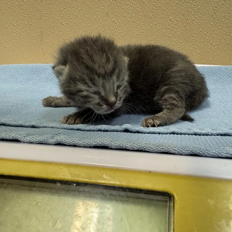 A baby small-sized female Domestic Short Hair cat named Athos for adoption in Tacoma, WA