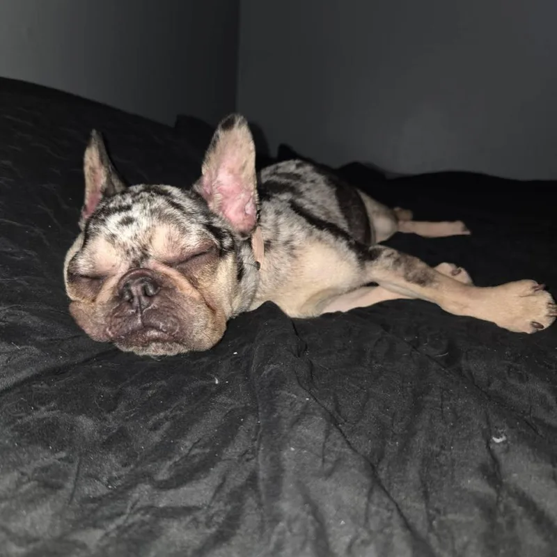 An adult small-sized female Gray / Blue / Silver French Bulldog dog named Cookie for adoption in Normal, IL