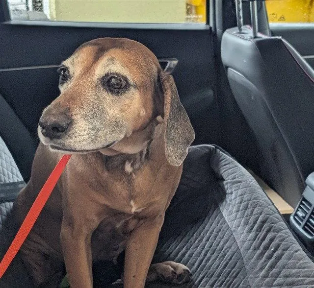 A senior medium-sized female Black Mouth Cur dog named Emery for adoption in Tavares, FL