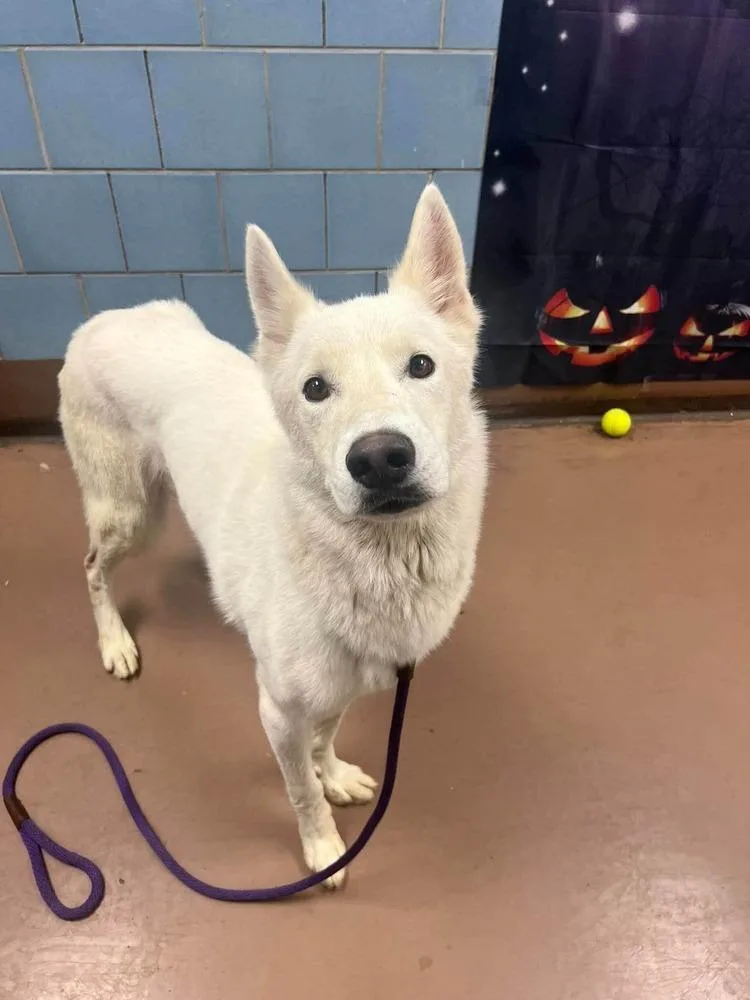 A young large-sized male White / Cream German Shepherd Dog dog named Noble for adoption in Suamico, WI
