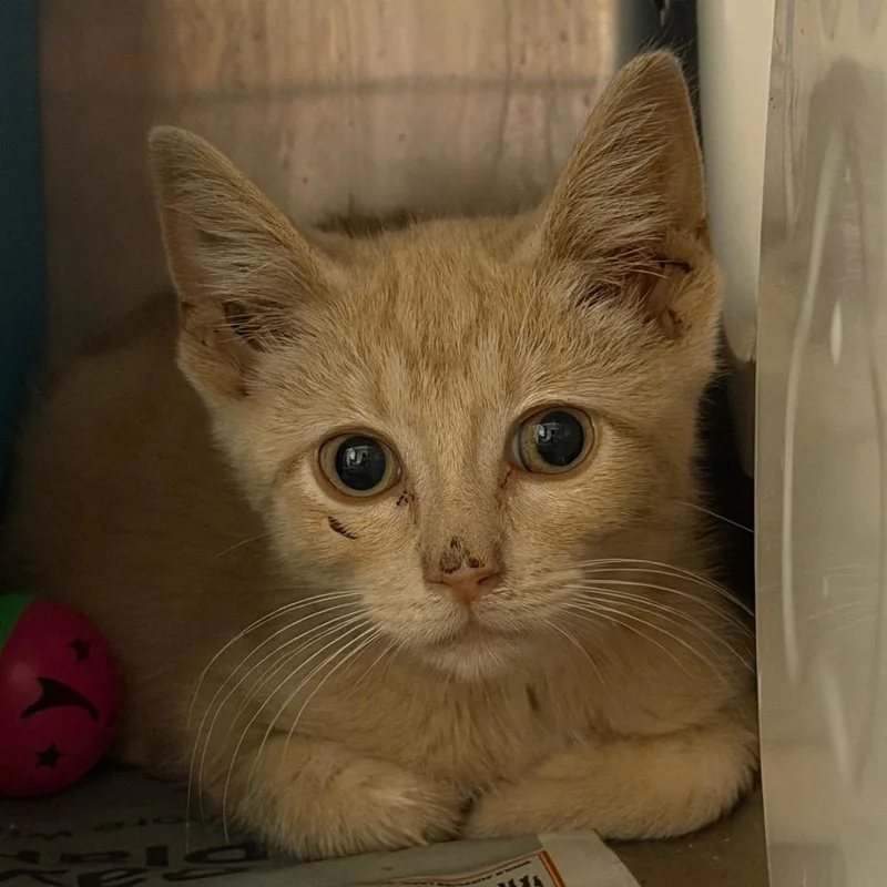 A baby small-sized male Orange / Red Domestic Short Hair cat named Spinach for adoption in Waukesha, WI
