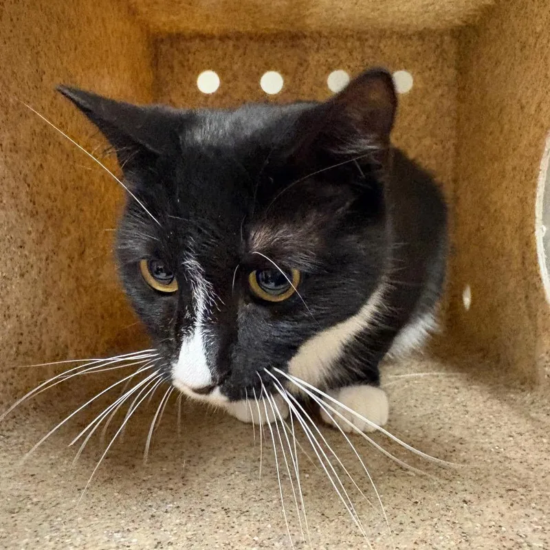 A young medium-sized female Domestic Short Hair cat named Harvest Gathering for adoption in Reno, NV