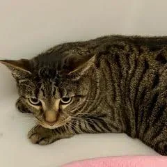 An adult large-sized male Tabby (Brown / Chocolate) Tabby cat named Roscoe for adoption in Green Valley, AZ