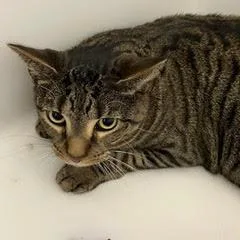 Roscoe thumbnail 2