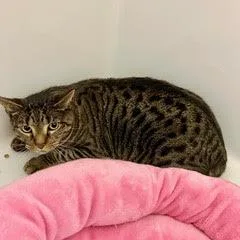 Roscoe thumbnail 3