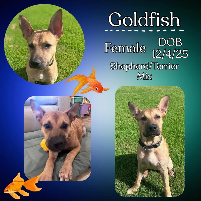A baby medium-sized female Yellow / Tan / Blond / Fawn German Shepherd Dog dog named Goldfish for adoption in Caldwell, TX