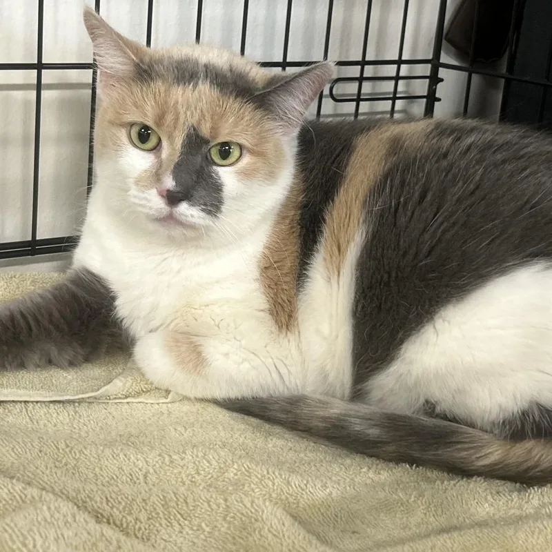 An adult large-sized female Calico Domestic Short Hair cat named Miso for adoption in Novelty, OH