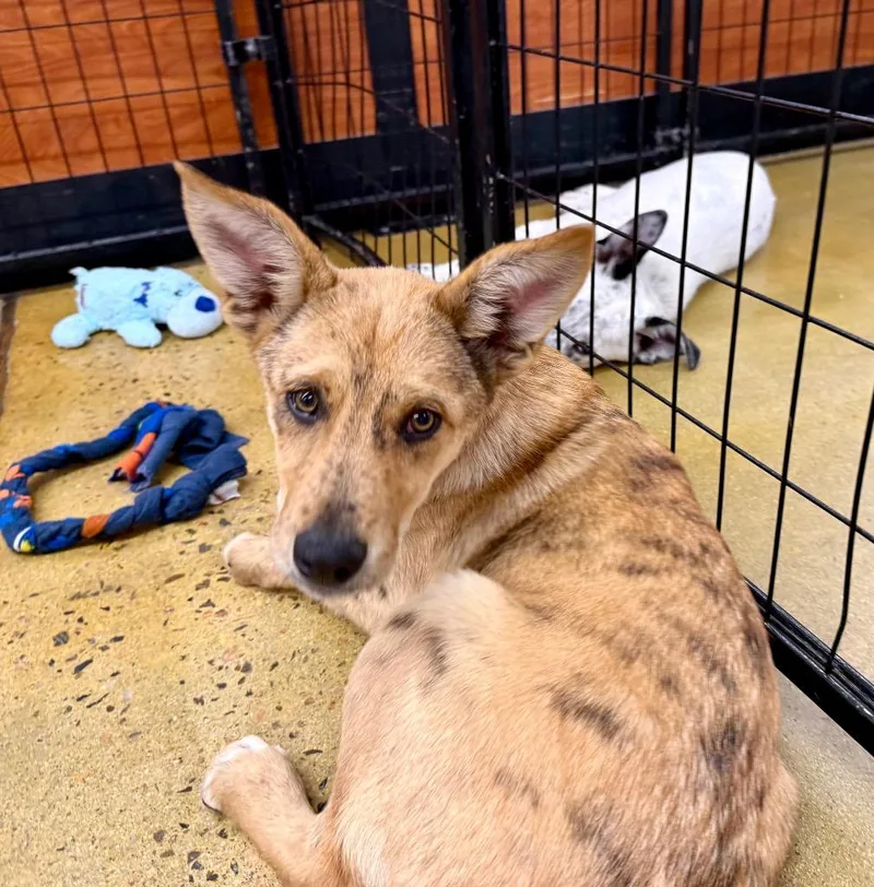 A baby medium-sized female Australian Cattle Dog / Blue Heeler dog named Nunchux for adoption in Fort Lupton, CO