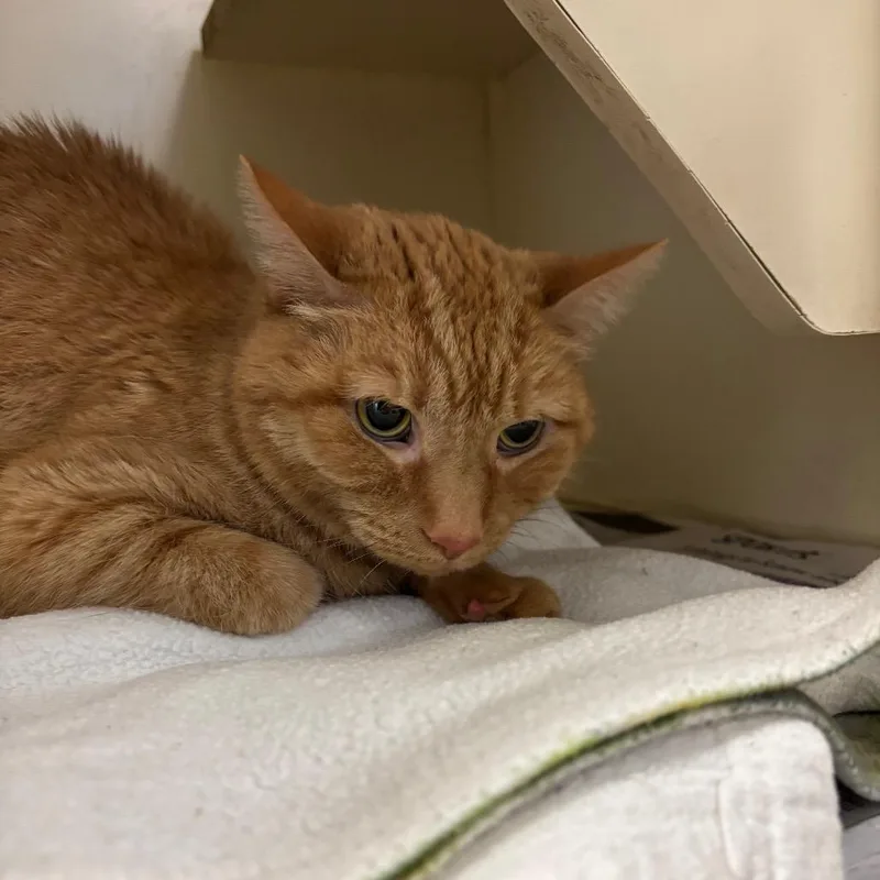 A senior medium-sized female Orange / Red Domestic Short Hair cat named Beautiful Brandy for adoption in DeKalb, IL