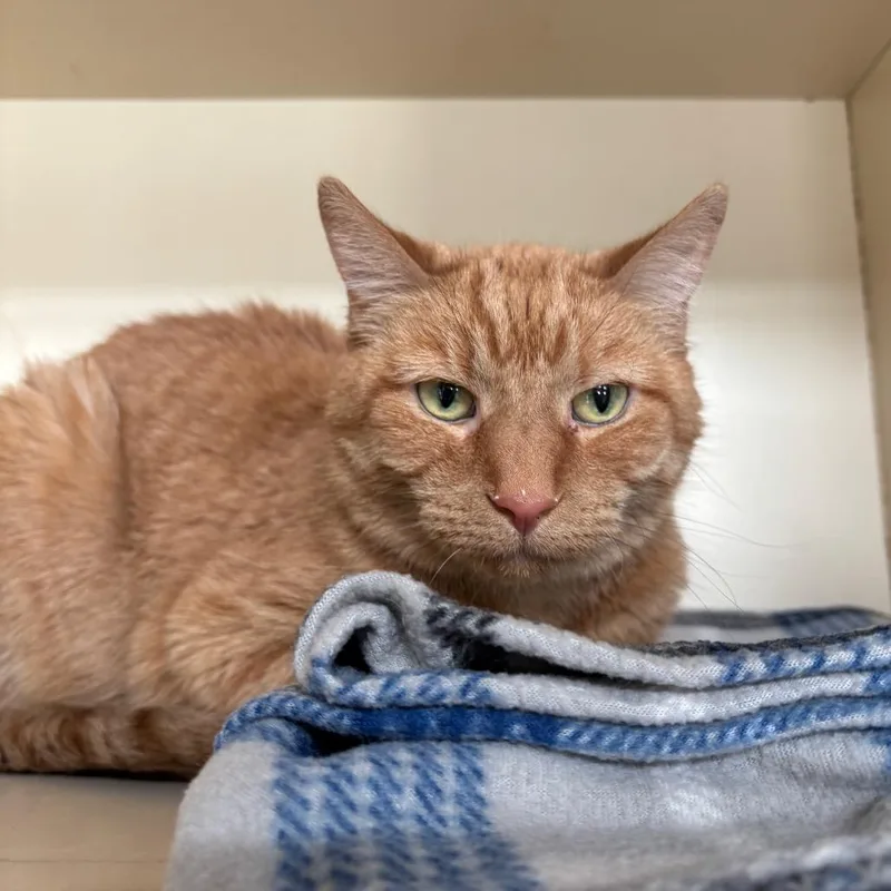 Beautiful Brandy thumbnail 2