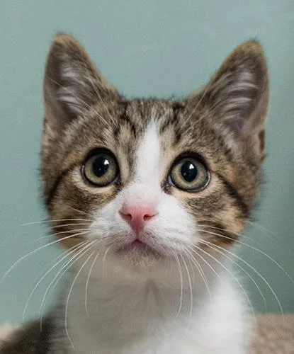 A baby small-sized male Tabby (Brown / Chocolate) Domestic Short Hair cat named Sherlock for adoption in Encinitas, CA