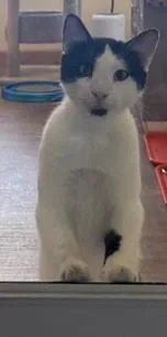 An adult medium-sized male Black & White / Tuxedo Domestic Short Hair cat named Jason for adoption in Prescott, AZ
