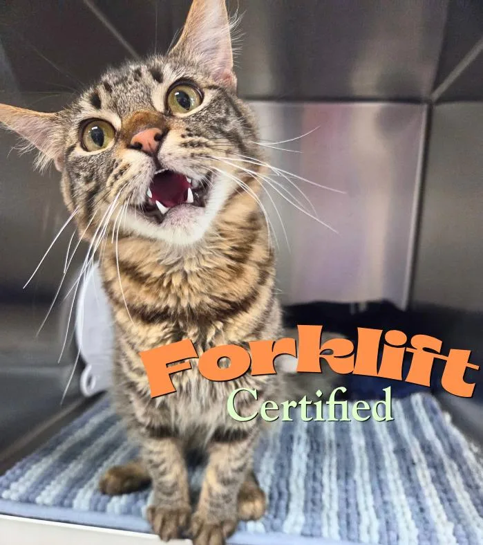 Forklift Certified
