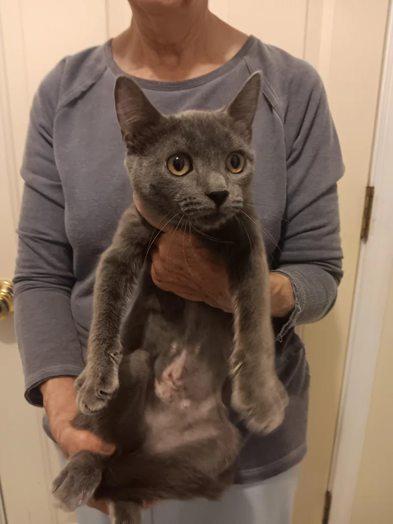 A baby medium-sized female Gray / Blue / Silver Russian Blue cat named Shilo for adoption in North East, MD