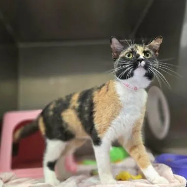 A young medium-sized female Calico Domestic Short Hair cat named Jennie for adoption in Hinsdale, IL