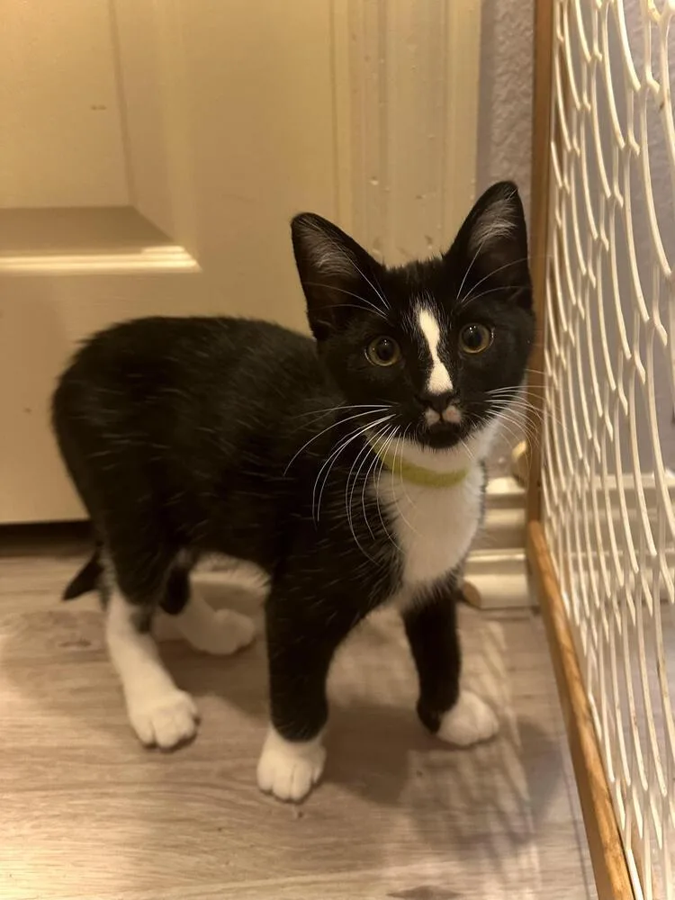 A young small-sized male Black & White / Tuxedo Domestic Short Hair cat named Solo for adoption in Dallas, TX