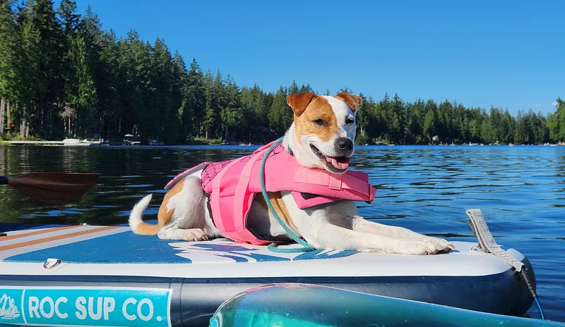 A senior medium-sized female Jack Russell Terrier dog named Annie for adoption in Seattle, WA