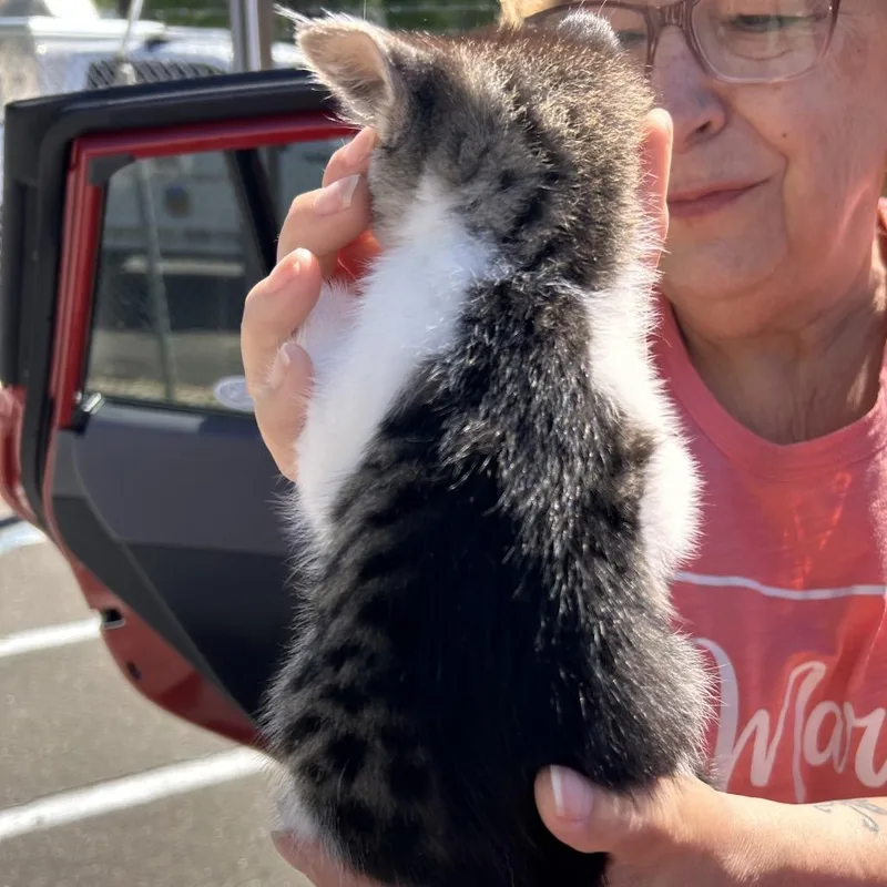 A baby small-sized male White Domestic Short Hair cat named Ozzy for adoption in Roxboro, NC