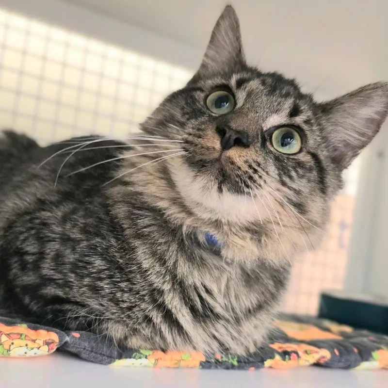 A young medium-sized male Gray / Blue / Silver Domestic Medium Hair cat named Vinny for adoption in Hamburg, NY