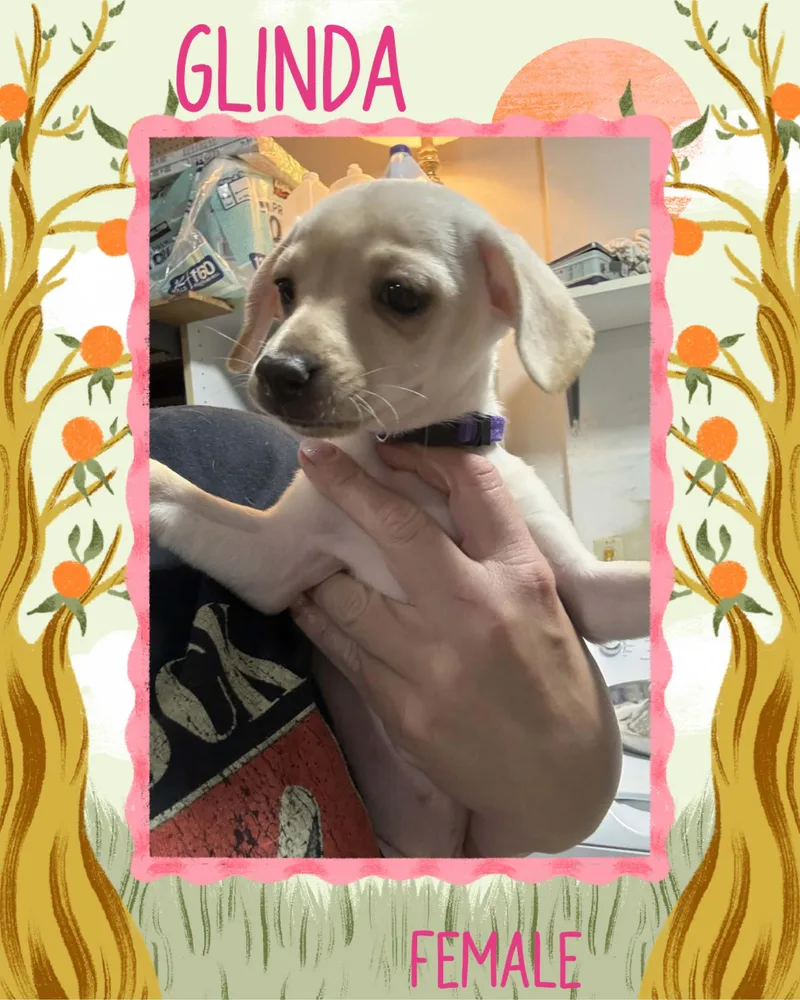A baby small-sized female Chihuahua dog named Glinda for adoption in Eugene, OR