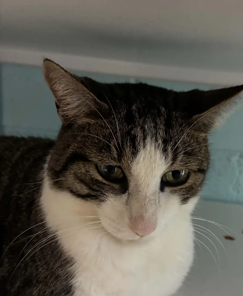 An adult medium-sized male Domestic Short Hair cat named Carlos for adoption in Warren, OH