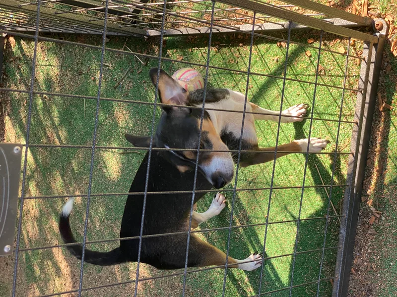 Sparky Malarkey thumbnail 2