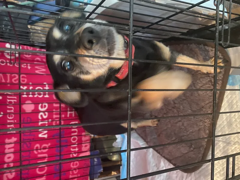 Sparky Malarkey thumbnail 3