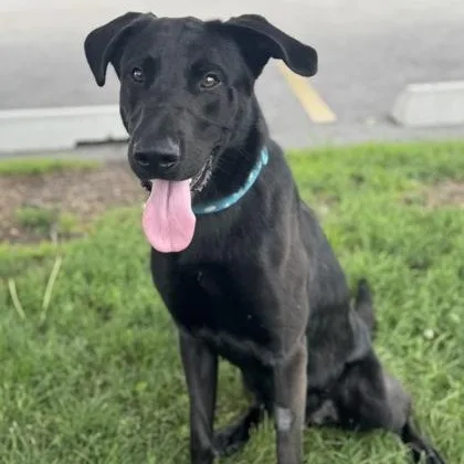 An adult large-sized male Black Labrador Retriever dog named Ruger for adoption in Tinley Park, IL