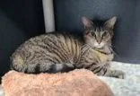 An adult medium-sized female Domestic Short Hair cat named 7000 (Zoey) for adoption in Lake City, MI