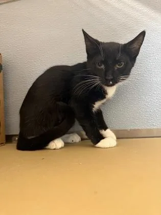 A baby small-sized female Domestic Short Hair cat named Harlow for adoption in West Chester, PA