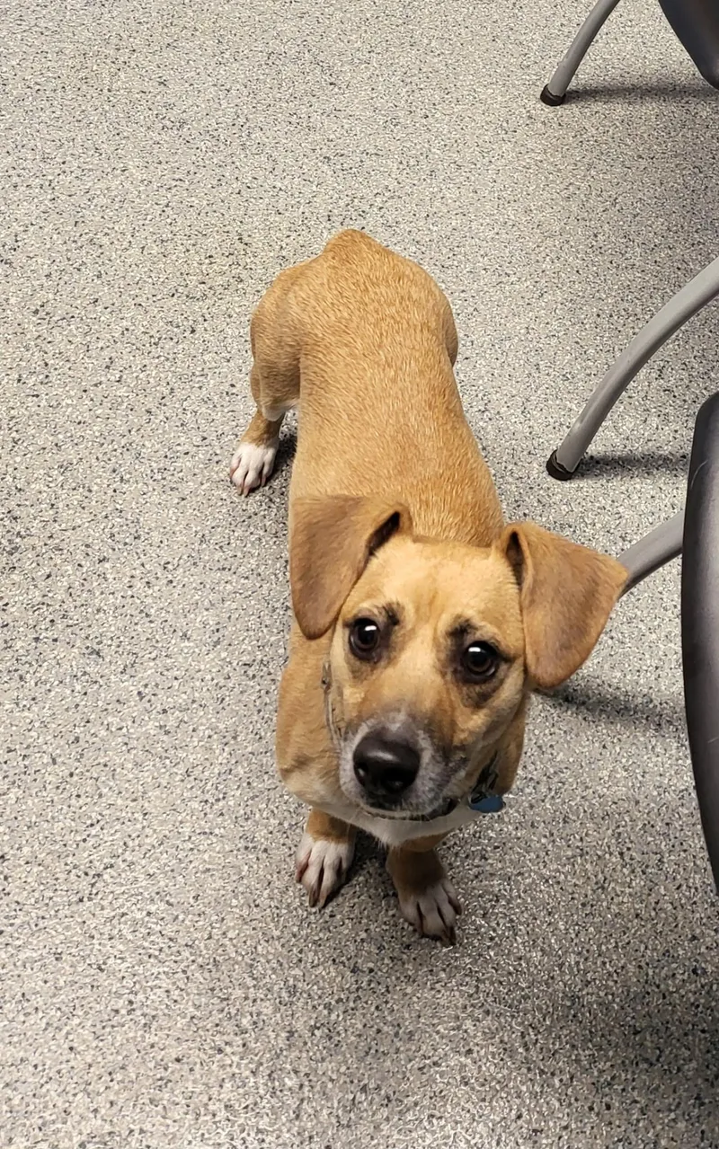 An adult small-sized male Dachshund dog named Little Louie for adoption in Zimmerman, MN